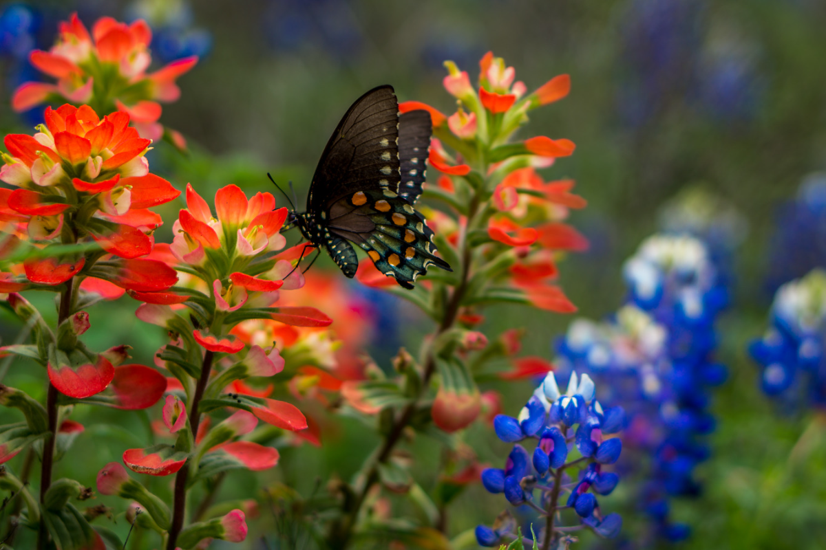 Texas Spring Butterfly