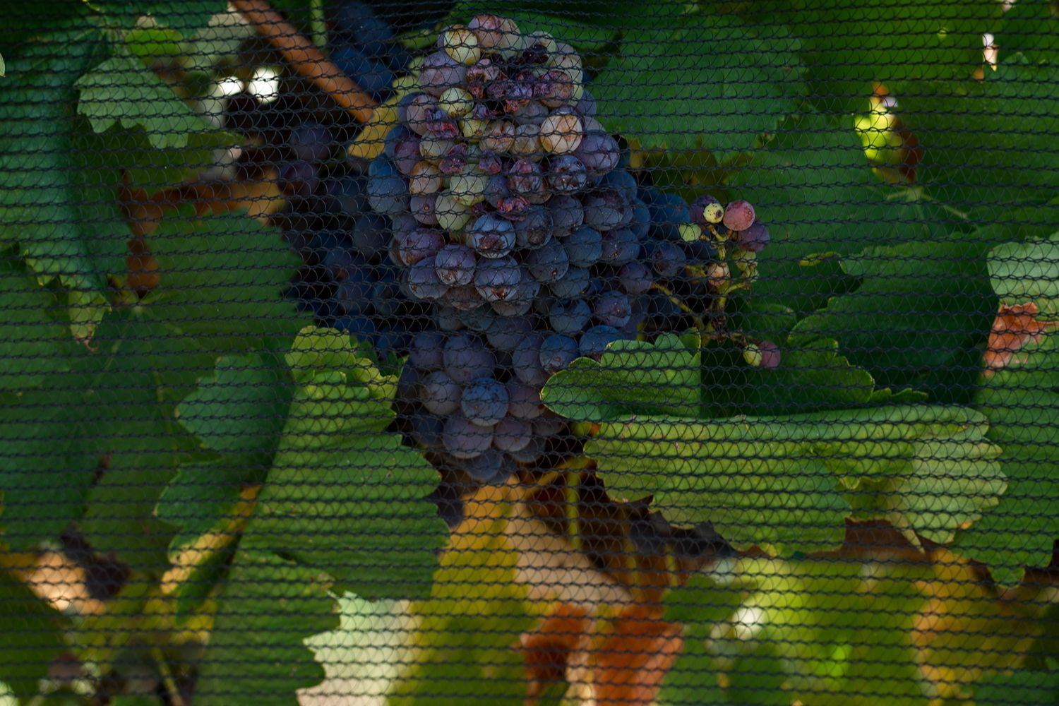 Ground photo of vineyard
