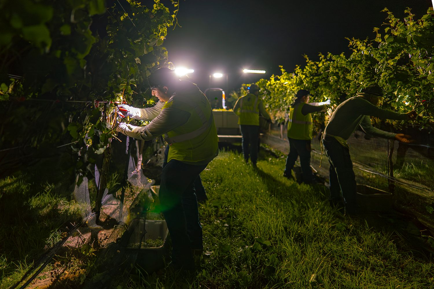 Photo from past harvest