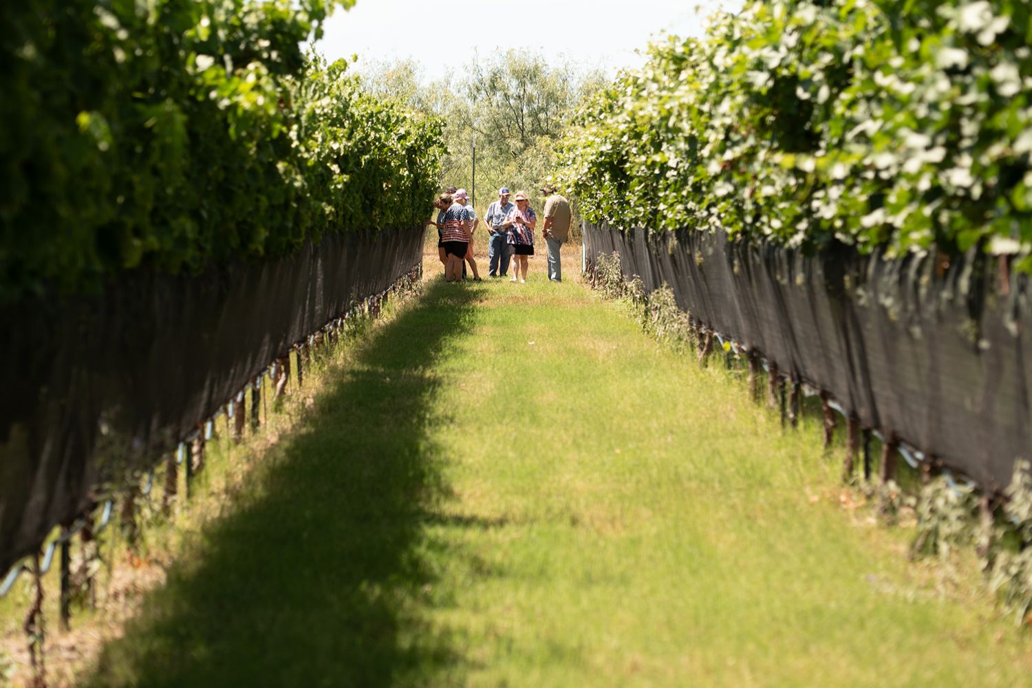 Vineyard tour photo