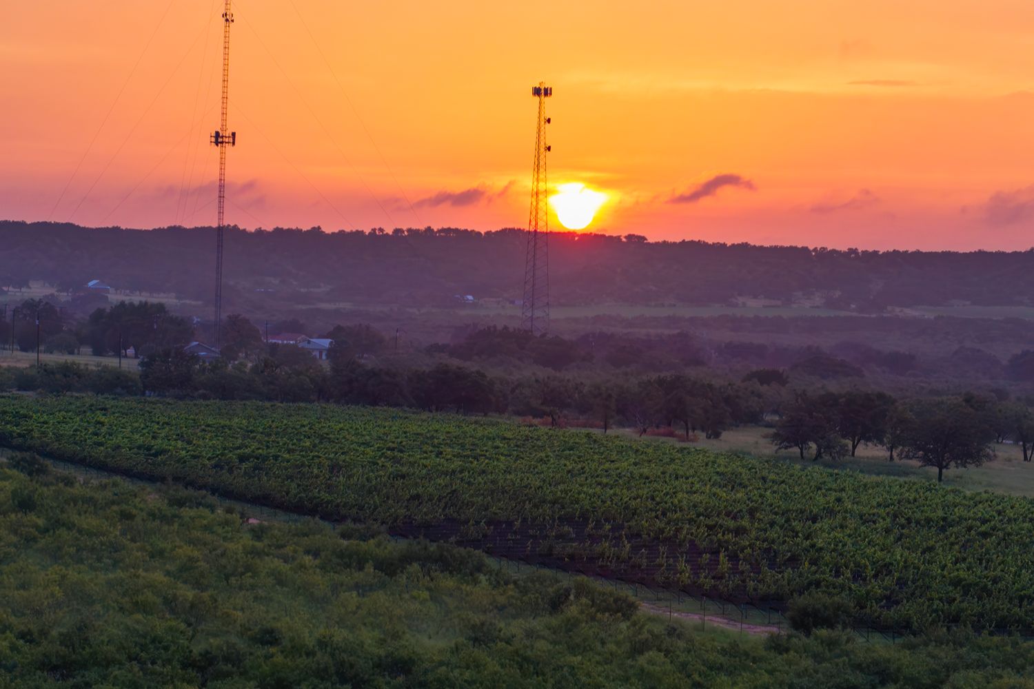 Sunset over vineyard